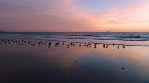 Sunset reflection with birds taking flight Stock Footage 257705282