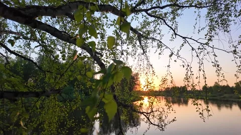 Sunset Reflection on Calm River Through Birch Branches Stock Footage 337861240