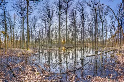 Sunset Reflection in a flooded forest in Moenchbruch Nature Reserve Stock-Fotos