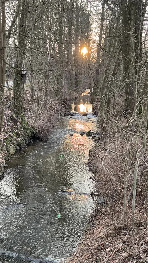 Sunset Reflection on Flowing Forest Stream Stock Footage 303189429