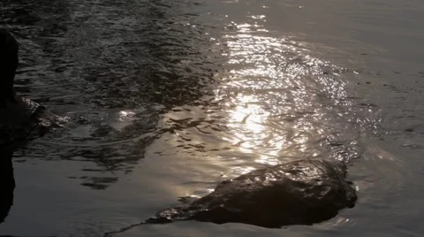 Sunset Reflection in Mountain Stream Stock Footage 40073232