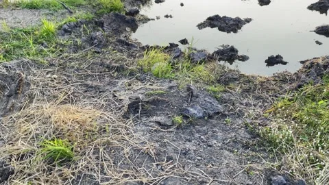 Sunset Reflection Over Rice Fields Rural Landscape Nature Photography Calm View Stock Footage 307816804