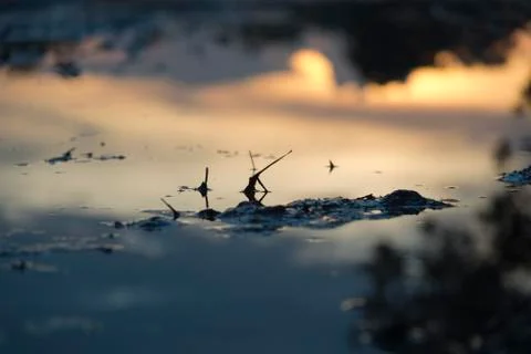 Sunset reflection on paddy field Stock Photos
