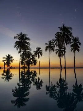 Sunset reflection of palm trees in infinity pool at resort in Madagascar Stock Photos