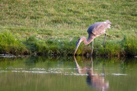 Sunset reflection Stock Photos
