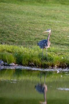 Sunset reflection Stock Photos