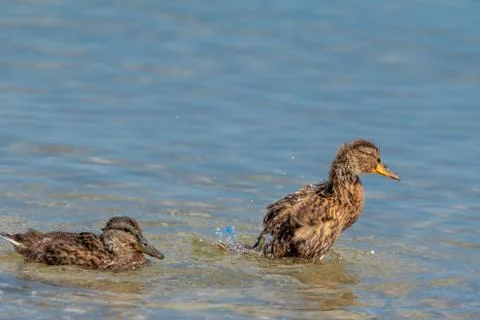 Sunset reflection Stock Photos