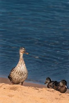 Sunset reflection Stock Photos