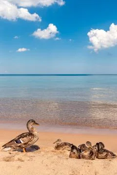 Sunset reflection Stock Photos