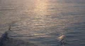 Sunset reflection on water near beach HD Footage