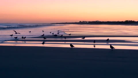 Sunset reflections paint the shoreline with soft hues as seagulls gather by the  Video stock 291391728