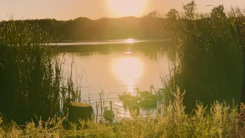 Sunset reflections spreading across the lake, Breathtaking swan lake view at Stock Footage 314684577