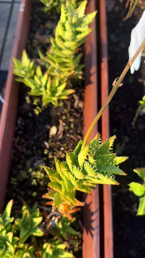 Sunset Reflections on Succulent Plants in a Pot Stock Footage 295817666