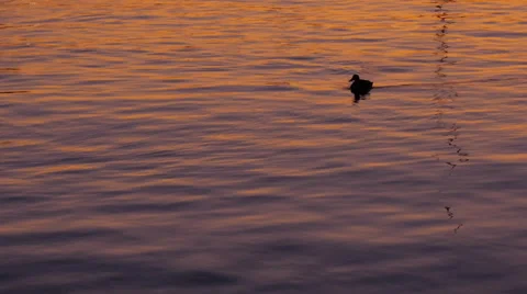 Sunset reflections in the water Video stock 39746170