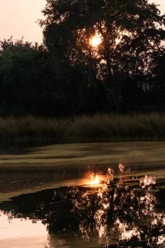 The sunset reflects on a lake inside the forest Stock Photos