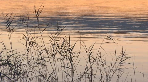 Sunset reflex on lake&amp;reeds mid1 Stock Footage 1052603