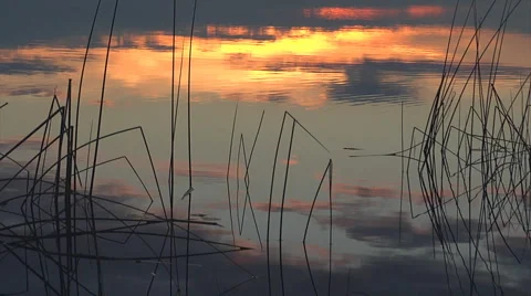 Sunset reflex on lake&amp;reeds mid2 Stock Footage 1052601