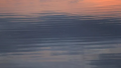 SUNSET RELECTED IN POND WITH FISH HITTING THE SURFACE CAUSING RINGS Stock Footage 96226094
