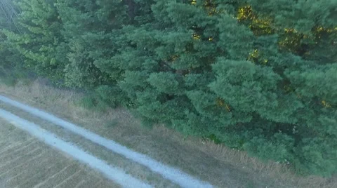 Sunset reveal over trees at dusk Video stock 64639105