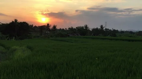 Sunset in a rice field in Bali Stock Footage 221421419