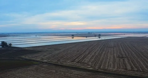 SUNSET RICE FIELD AT DUSK DRONE 4K Stock Footage 123553164