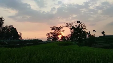 Sunset at rice field Stock Footage 157309385