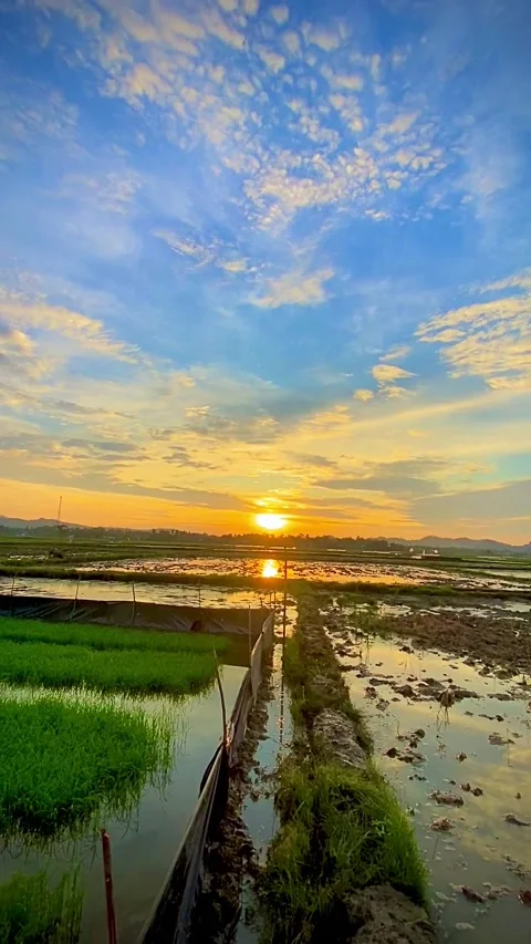 Sunset in the rice field Stock Footage 206706447