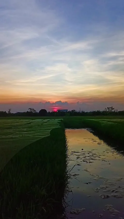 Sunset in the rice field Stock Footage 220877759