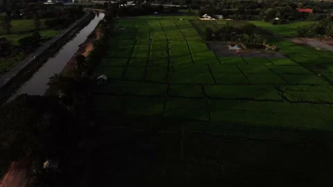 Sunset at rice field Video stock 221994609