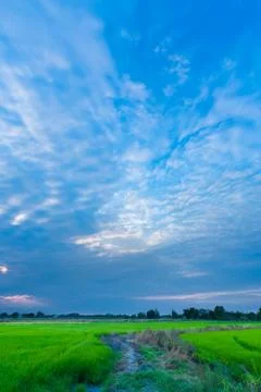 Sunset at rice field Stock Photos