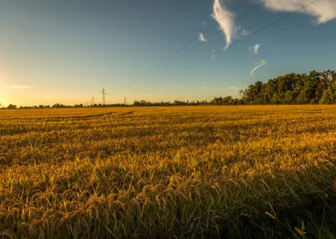 Sunset rice field 写真素材