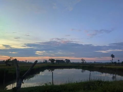 Sunset in the rice field  Stock Photos