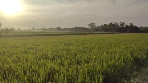 Sunset in The Rice Fields 스톡 동영상 337144123
