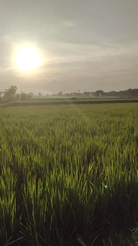 Sunset in The Rice Fields Stockbeeldmateriaal 337144126