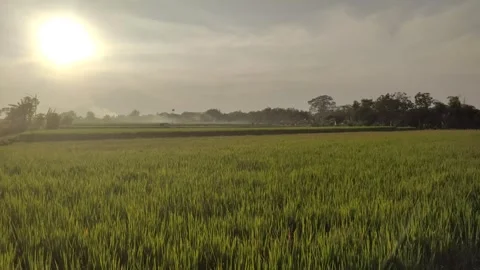 Sunset in The Rice Fields Vídeo Stock 337144128