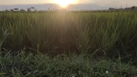 Sunset in The Rice Fields 스톡 동영상 338369212