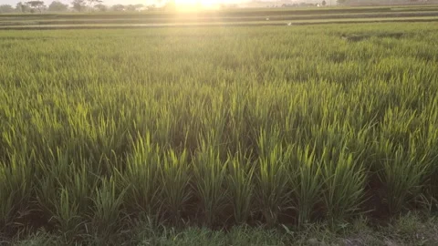Sunset in The Rice Fields Stockbeeldmateriaal 338369213