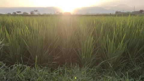 Sunset in The Rice Fields 動画素材 338369214