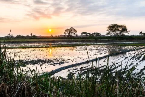 Sunset at rice fields Stock Photos