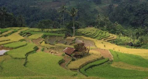 Sunset in the rice fields Stock Photos