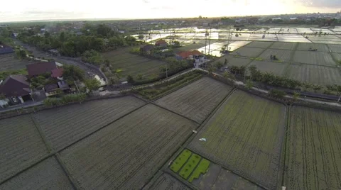 Sunset on the rice fields, Sanur, aerial shot Stock Footage 65431465