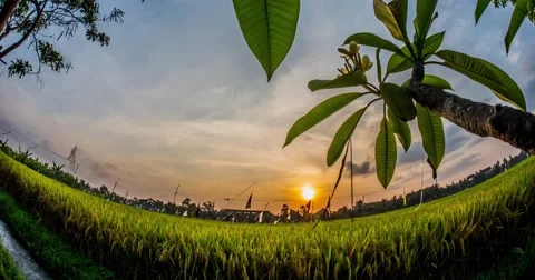 Sunset Rice Filed Timelapse 4k Video stock 58860285