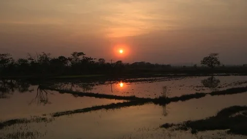 Sunset on rice paddies Stock Footage 114985186