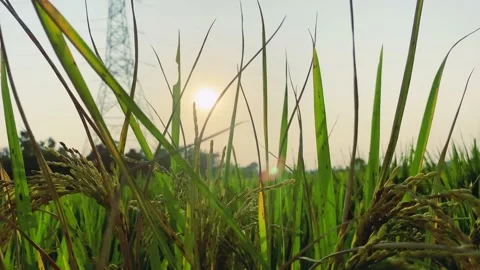 Sunset rice paddy and sky Stock Footage 224877287