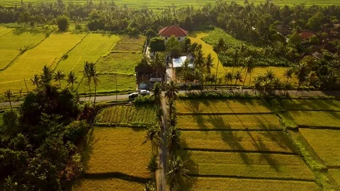Sunset rice terrace Stock Footage 106695766