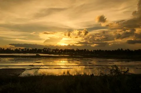 Sunset Ricefield Stock Photos