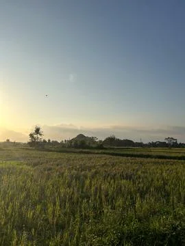 Sunset at Ricefield Stockfoto's