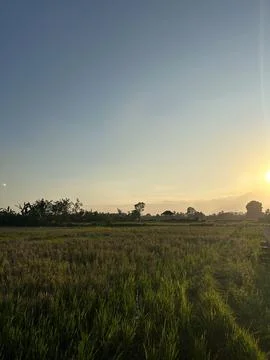 Sunset at Ricefield Stock Photos