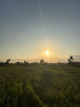 Sunset at Ricefield Stock Photos