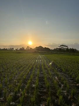 Sunset at Ricefield Stockfoto's